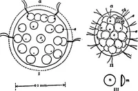 An illustration from Light and the behavior of organisms (1911)