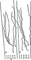 An illustration from Light and the behavior of organisms (1911)
