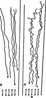 An illustration from Light and the behavior of organisms (1911)