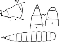 Picture 21 of 25 from Light and the behavior of organisms (1911), leaf 210