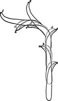 Picture 22 of 25 from Light and the behavior of organisms (1911), leaf 219