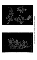 An illustration from Honiton lace industry: copy of report (1888)