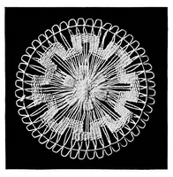 Picture 5 of 20 from Teneriffe lace : designs and instructions (1904), leaf 12