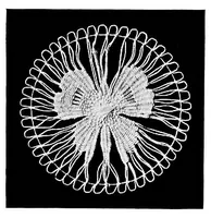 Picture 13 of 20 from Teneriffe lace : designs and instructions (1904), leaf 30