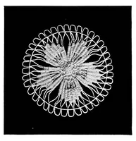 Picture 14 of 20 from Teneriffe lace : designs and instructions (1904), leaf 32