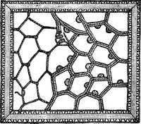 An illustration from The Priscilla Battenberg and point lace book; a collection of lace stitches with working directions for braid laces (1912)