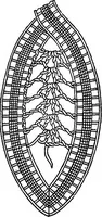 An illustration from The Priscilla Battenberg and point lace book; a collection of lace stitches with working directions for braid laces (1912)