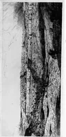 Picture 141 of 195 from Modern etchings, mezzotints and dry-points (1913), leaf 210