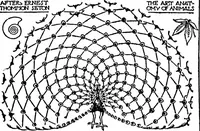 Picture 24 of 81 from The beautiful necessity; seven essays on theosophy and architecture (1922), leaf 66