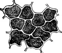 An illustration from The microscopy of vegetable foods : with special reference to the detection of adulteration and the diagnosis of mixtures (1906)