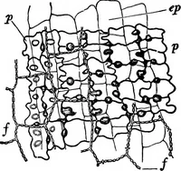 An illustration from The microscopy of vegetable foods : with special reference to the detection of adulteration and the diagnosis of mixtures (1906)