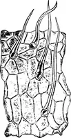 An illustration from The microscopy of vegetable foods : with special reference to the detection of adulteration and the diagnosis of mixtures (1906)