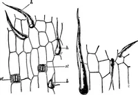 An illustration from The microscopy of vegetable foods : with special reference to the detection of adulteration and the diagnosis of mixtures (1906)