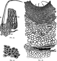 An illustration from The microscopy of vegetable foods : with special reference to the detection of adulteration and the diagnosis of mixtures (1906)