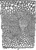 An illustration from The microscopy of vegetable foods : with special reference to the detection of adulteration and the diagnosis of mixtures (1906)