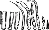 An illustration from The microscopy of vegetable foods : with special reference to the detection of adulteration and the diagnosis of mixtures (1906)