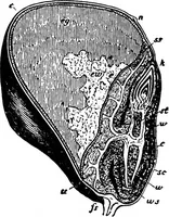 An illustration from The microscopy of vegetable foods : with special reference to the detection of adulteration and the diagnosis of mixtures (1906)
