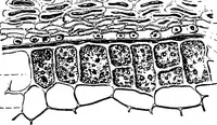 An illustration from The microscopy of vegetable foods : with special reference to the detection of adulteration and the diagnosis of mixtures (1906)