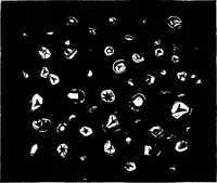 An illustration from The microscopy of vegetable foods : with special reference to the detection of adulteration and the diagnosis of mixtures (1906)