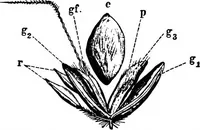 An illustration from The microscopy of vegetable foods : with special reference to the detection of adulteration and the diagnosis of mixtures (1906)