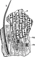An illustration from The microscopy of vegetable foods : with special reference to the detection of adulteration and the diagnosis of mixtures (1906)