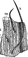 An illustration from The microscopy of vegetable foods : with special reference to the detection of adulteration and the diagnosis of mixtures (1906)