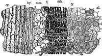 Picture 60 of 470 from The microscopy of vegetable foods : with special reference to the detection of adulteration and the diagnosis of mixtures (1906), leaf 124