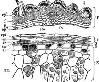 An illustration from The microscopy of vegetable foods : with special reference to the detection of adulteration and the diagnosis of mixtures (1906)