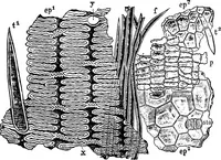 An illustration from The microscopy of vegetable foods : with special reference to the detection of adulteration and the diagnosis of mixtures (1906)