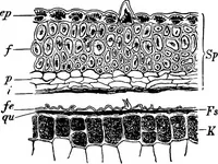 An illustration from The microscopy of vegetable foods : with special reference to the detection of adulteration and the diagnosis of mixtures (1906)