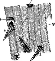 An illustration from The microscopy of vegetable foods : with special reference to the detection of adulteration and the diagnosis of mixtures (1906)