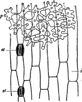 An illustration from The microscopy of vegetable foods : with special reference to the detection of adulteration and the diagnosis of mixtures (1906)