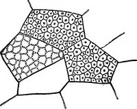 An illustration from The microscopy of vegetable foods : with special reference to the detection of adulteration and the diagnosis of mixtures (1906)
