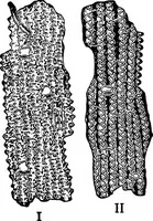 An illustration from The microscopy of vegetable foods : with special reference to the detection of adulteration and the diagnosis of mixtures (1906)