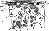 Picture 79 of 470 from The microscopy of vegetable foods : with special reference to the detection of adulteration and the diagnosis of mixtures (1906), leaf 146