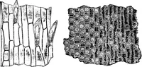 An illustration from The microscopy of vegetable foods : with special reference to the detection of adulteration and the diagnosis of mixtures (1906)