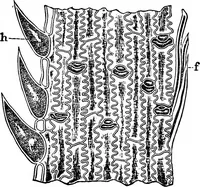 An illustration from The microscopy of vegetable foods : with special reference to the detection of adulteration and the diagnosis of mixtures (1906)