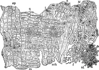 Picture 85 of 470 from The microscopy of vegetable foods : with special reference to the detection of adulteration and the diagnosis of mixtures (1906), leaf 151