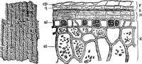 Picture 86 of 470 from The microscopy of vegetable foods : with special reference to the detection of adulteration and the diagnosis of mixtures (1906), leaf 153