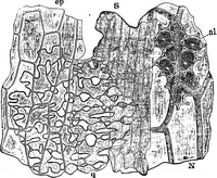 An illustration from The microscopy of vegetable foods : with special reference to the detection of adulteration and the diagnosis of mixtures (1906)