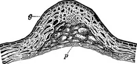 An illustration from The microscopy of vegetable foods : with special reference to the detection of adulteration and the diagnosis of mixtures (1906)