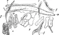 An illustration from The microscopy of vegetable foods : with special reference to the detection of adulteration and the diagnosis of mixtures (1906)