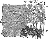 An illustration from The microscopy of vegetable foods : with special reference to the detection of adulteration and the diagnosis of mixtures (1906)