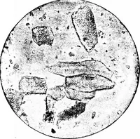 An illustration from The microscopy of vegetable foods : with special reference to the detection of adulteration and the diagnosis of mixtures (1906)