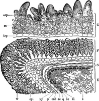 Picture 94 of 470 from The microscopy of vegetable foods : with special reference to the detection of adulteration and the diagnosis of mixtures (1906), leaf 163