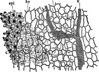 Picture 96 of 470 from The microscopy of vegetable foods : with special reference to the detection of adulteration and the diagnosis of mixtures (1906), leaf 164