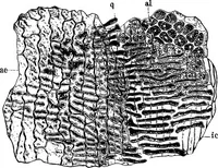 Picture 97 of 470 from The microscopy of vegetable foods : with special reference to the detection of adulteration and the diagnosis of mixtures (1906), leaf 165