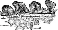 An illustration from The microscopy of vegetable foods : with special reference to the detection of adulteration and the diagnosis of mixtures (1906)