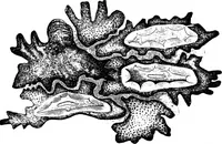 An illustration from The microscopy of vegetable foods : with special reference to the detection of adulteration and the diagnosis of mixtures (1906)