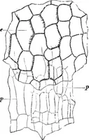 An illustration from The microscopy of vegetable foods : with special reference to the detection of adulteration and the diagnosis of mixtures (1906)
